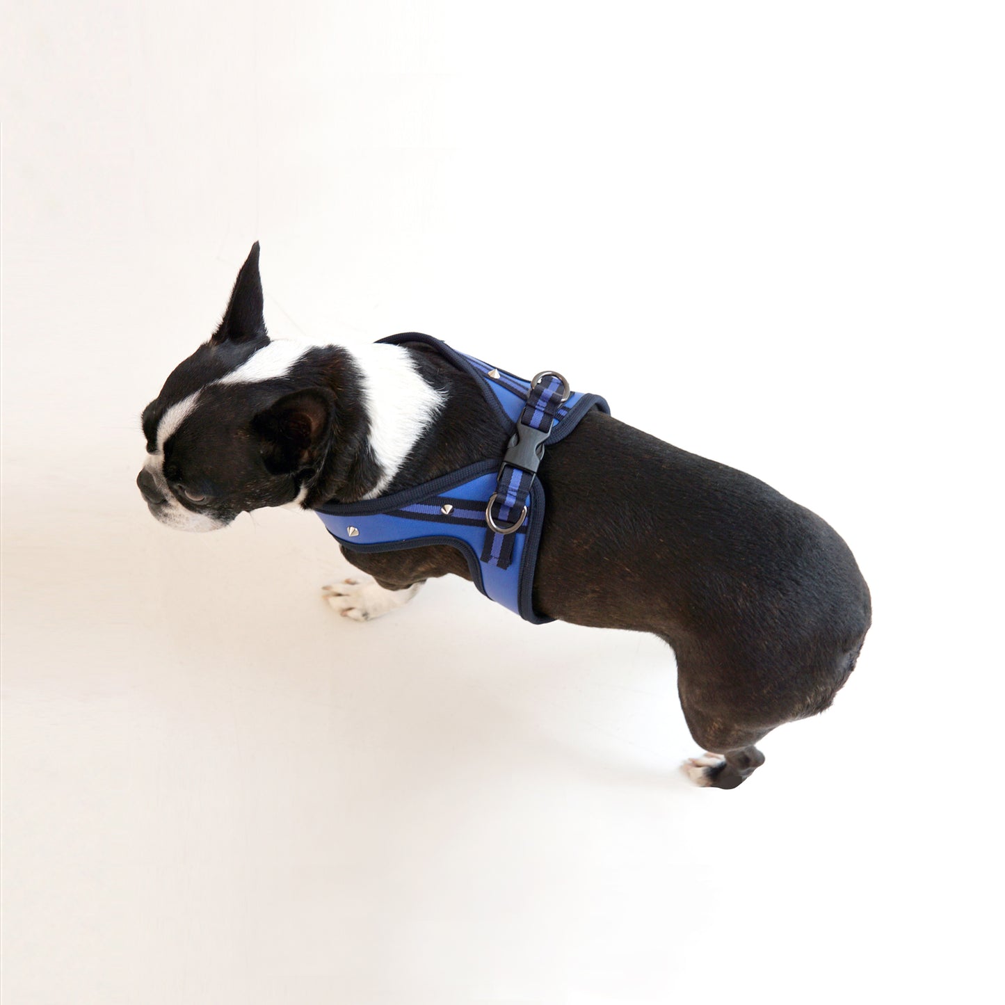 STUD HARNESS