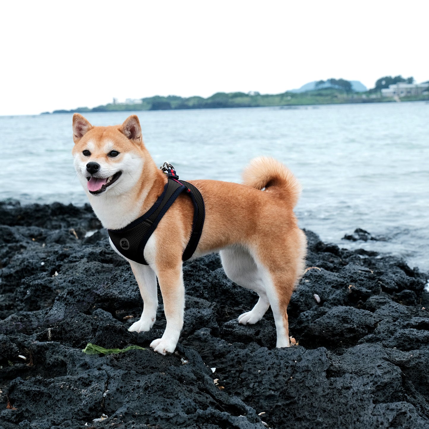 FOUR-SEASON SLIM VEST HARNESS(3L, 4L, 5L, 6L)