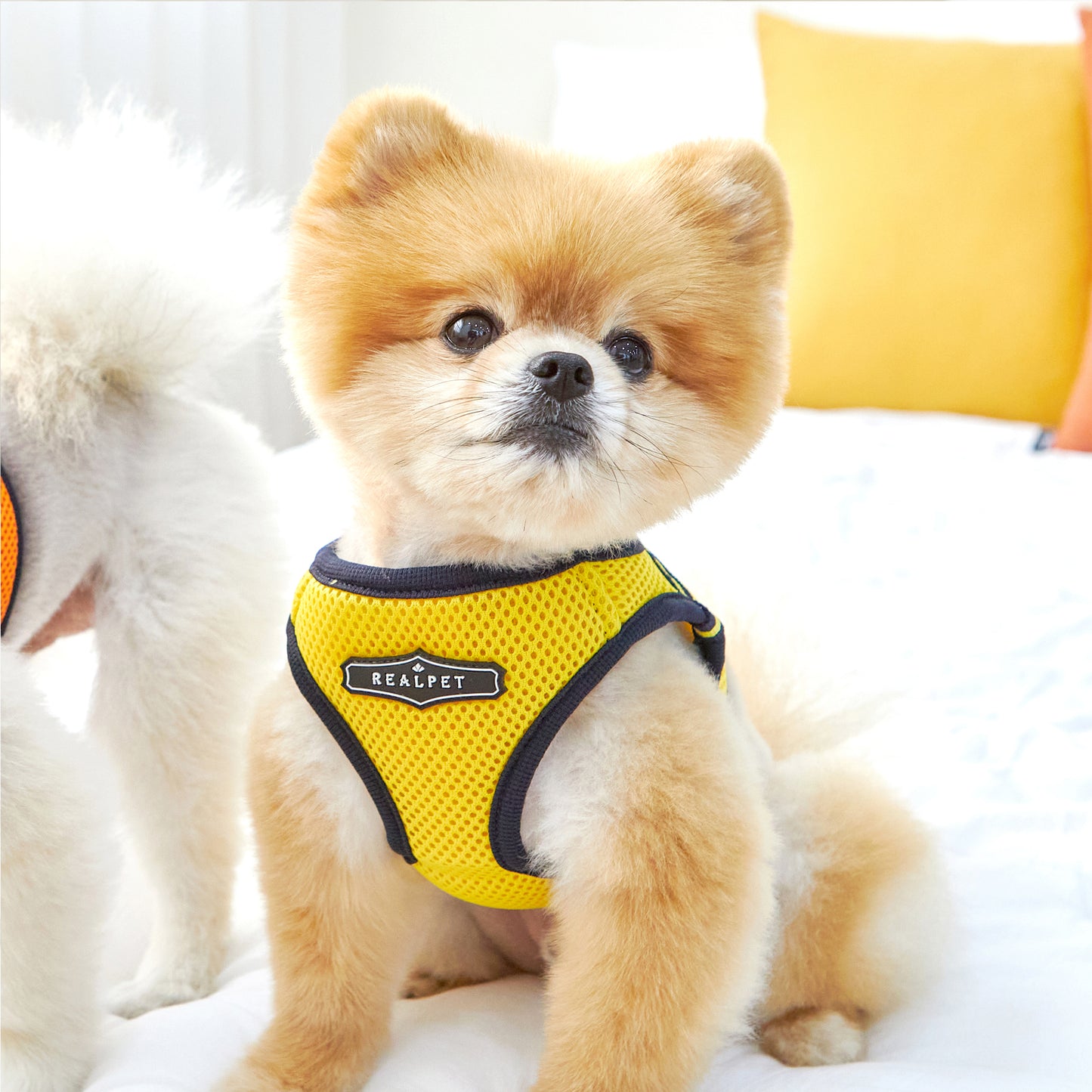 FREE SAFE HARNESS