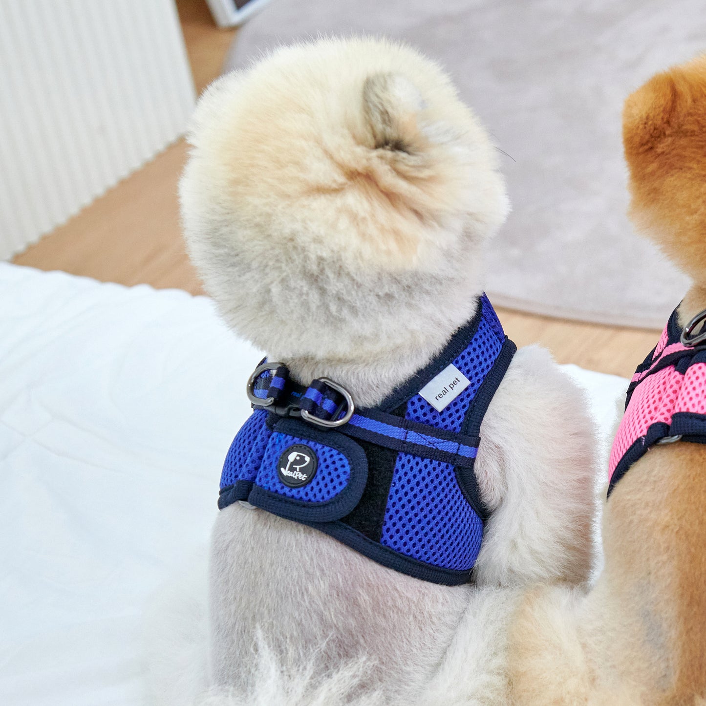 FREE SAFE HARNESS