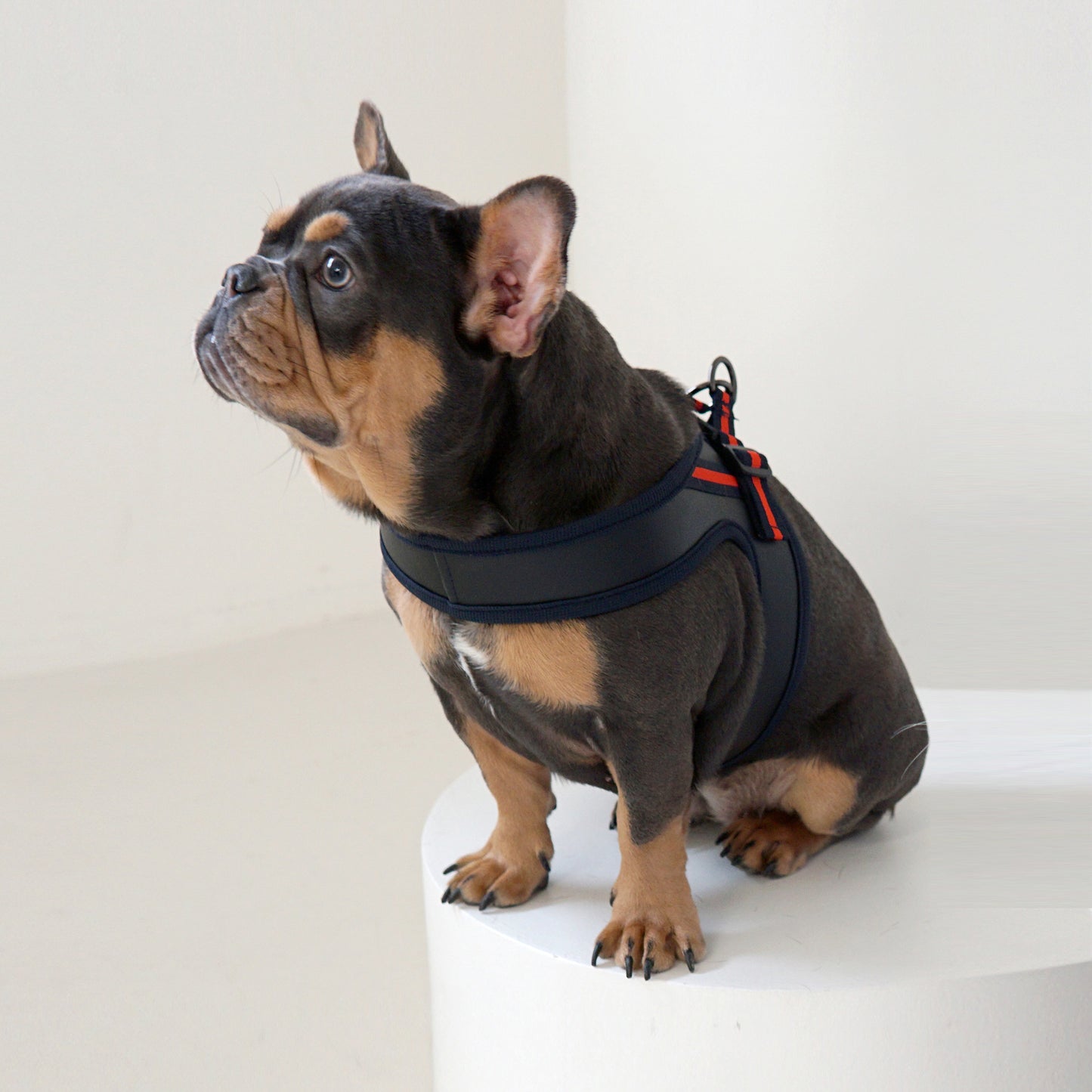 BOLD LEATHER HARNESS