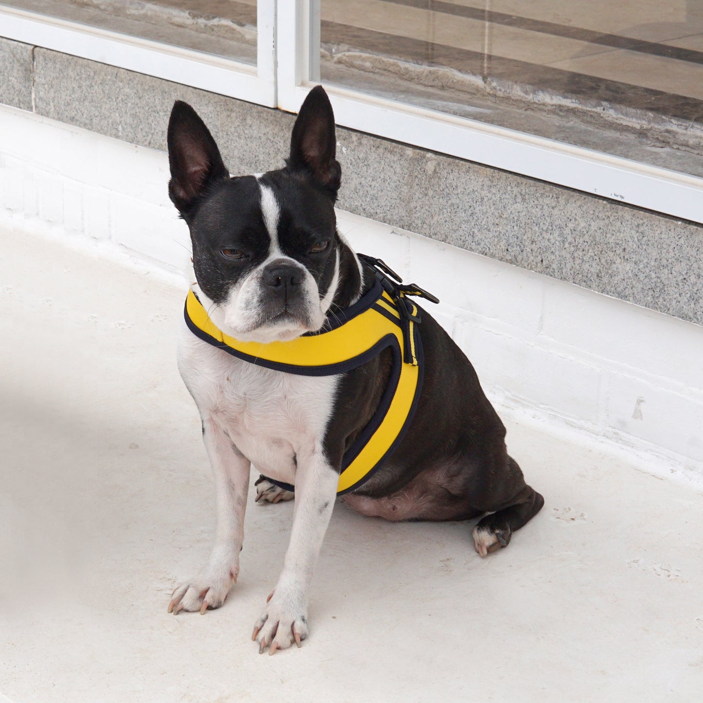 BOLD LEATHER HARNESS