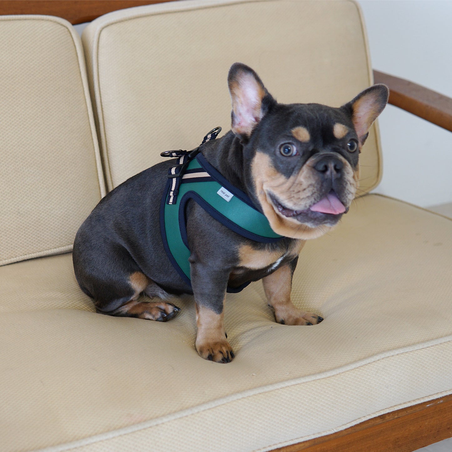 BOLD LEATHER HARNESS