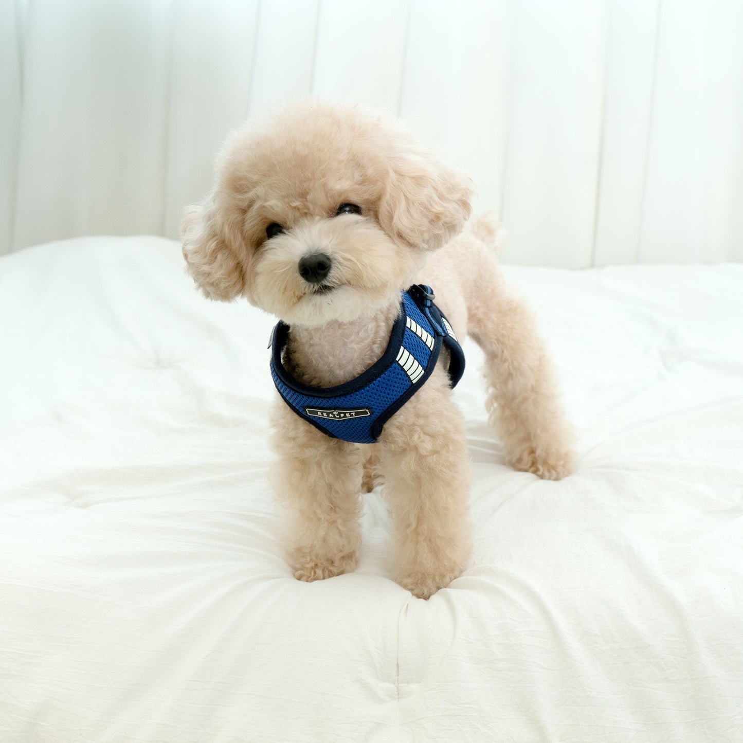 SAFE GLOW HARNESS