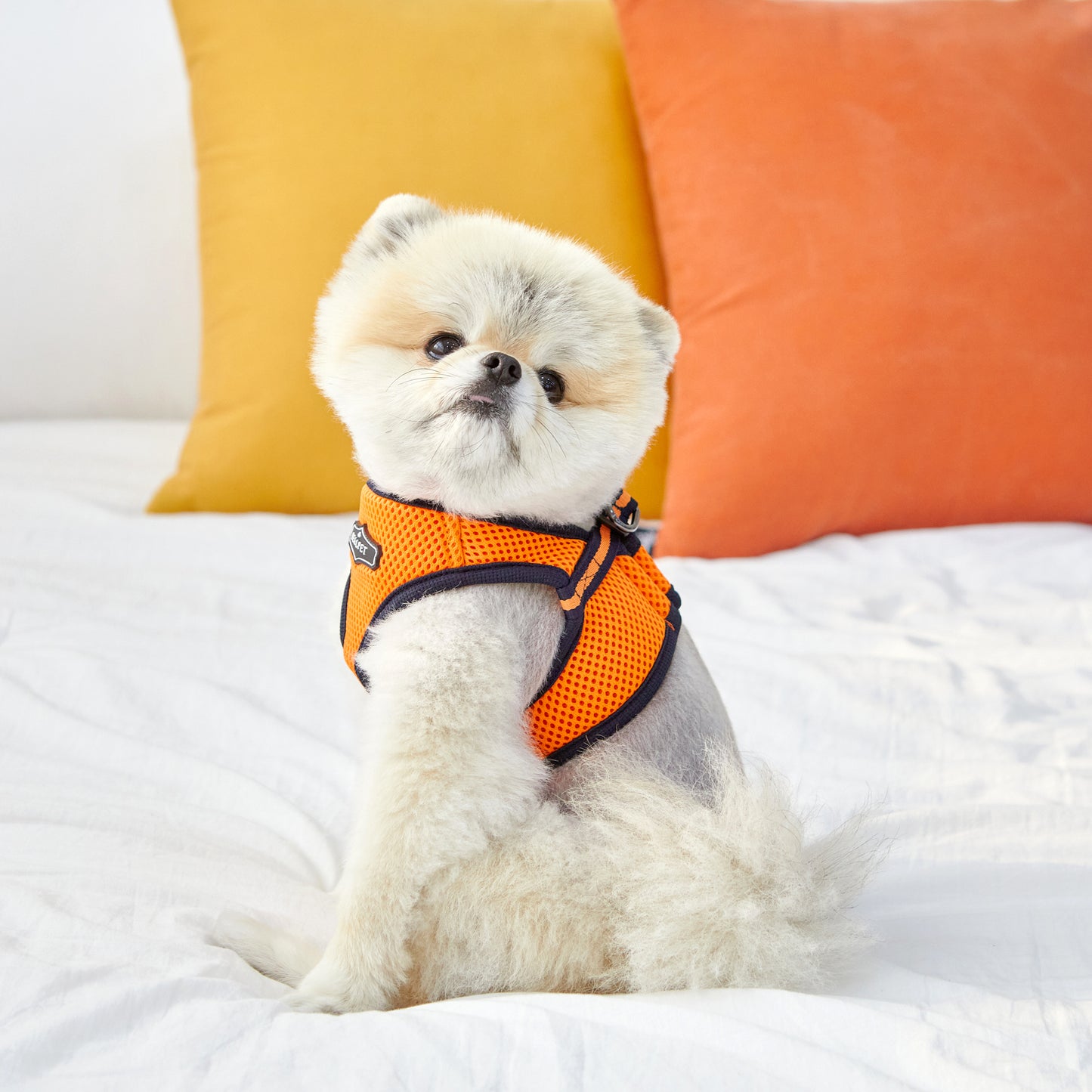 FREE SAFE HARNESS