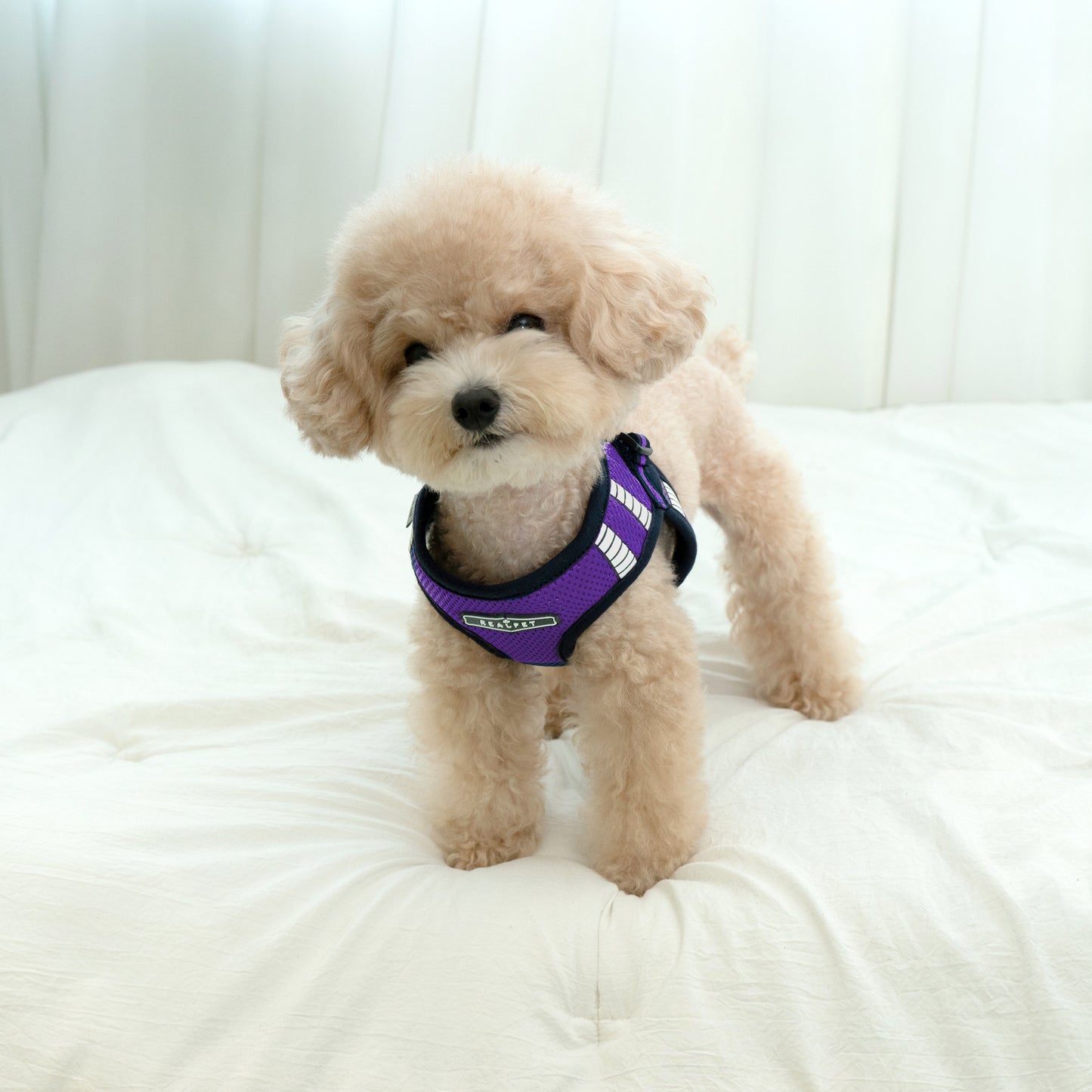 SAFE GLOW HARNESS