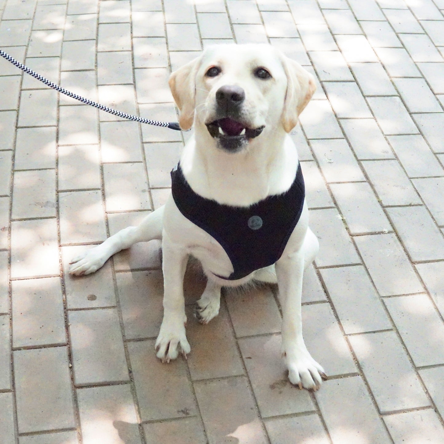 FOUR-SEASON SLIM VEST HARNESS(3L, 4L, 5L, 6L)