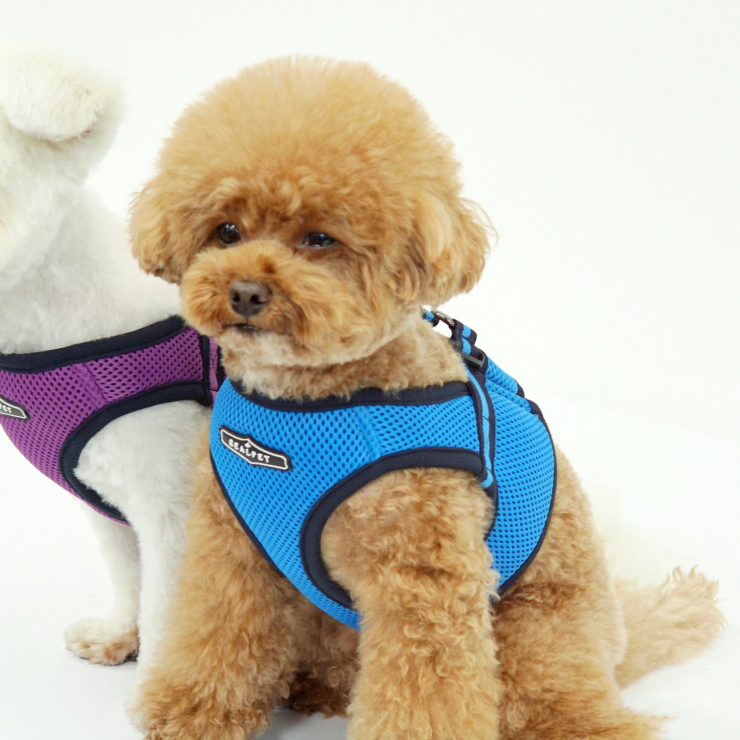 FREE SAFE HARNESS