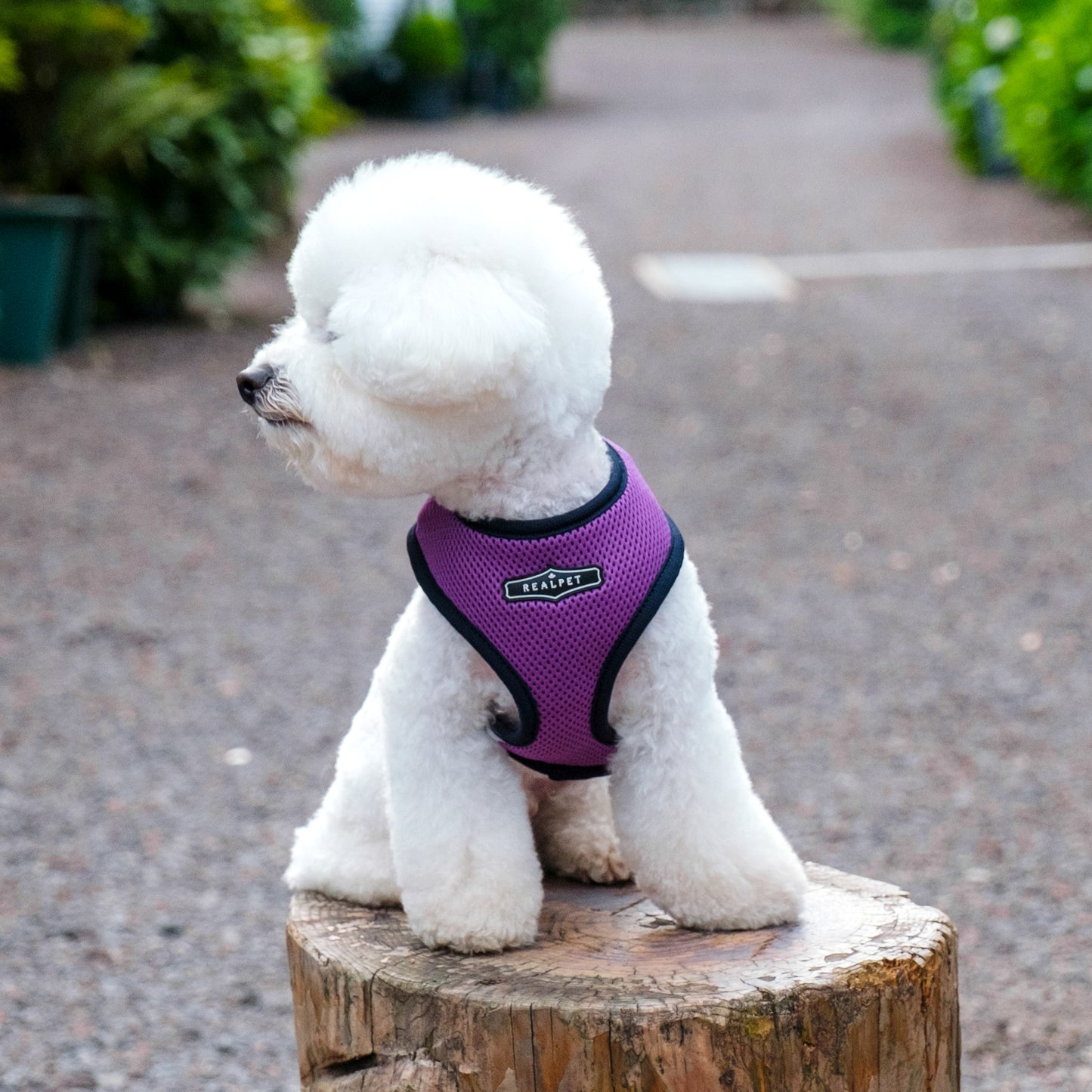 UNIQUE BOA HARNESS