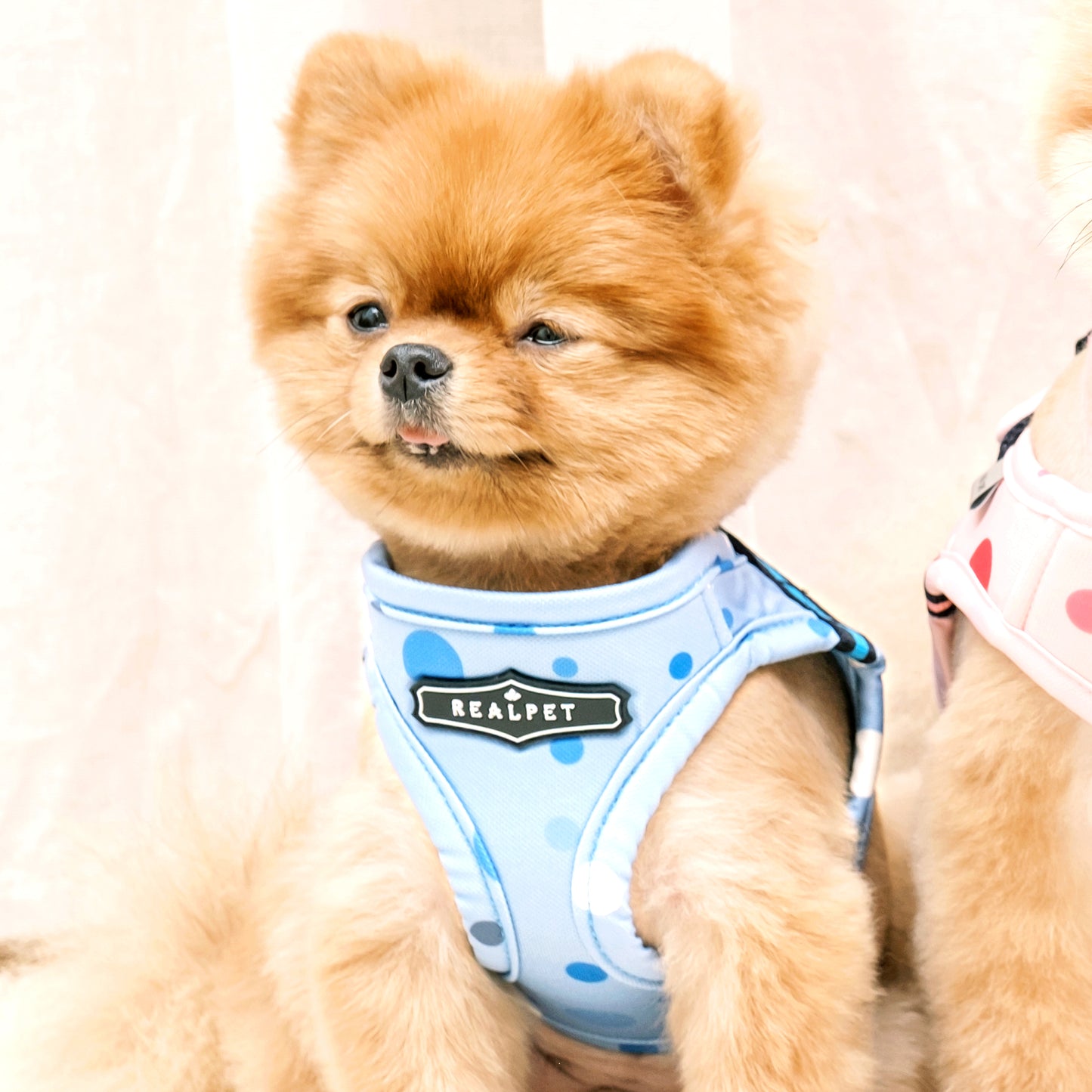 DOT VEST HARNESS