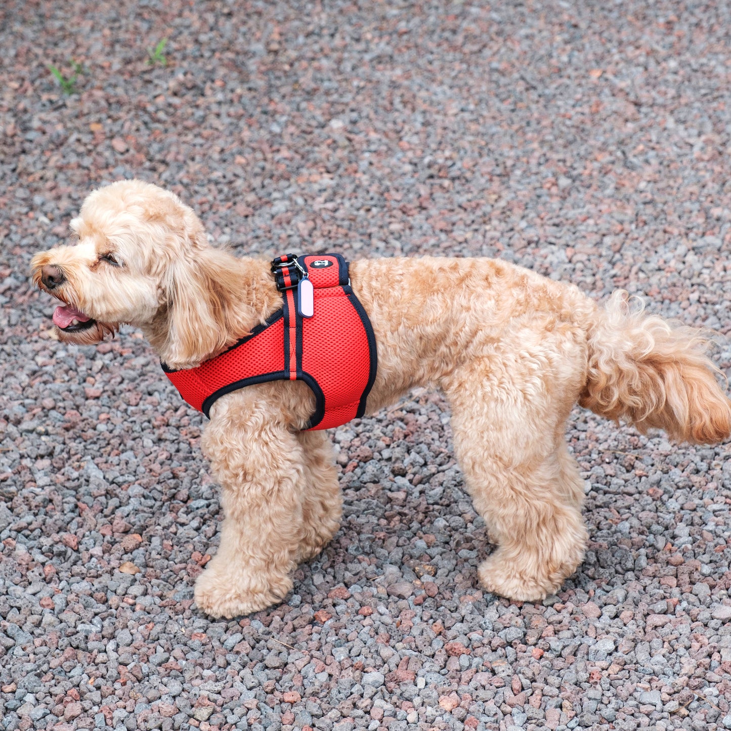 FREE SAFE HARNESS