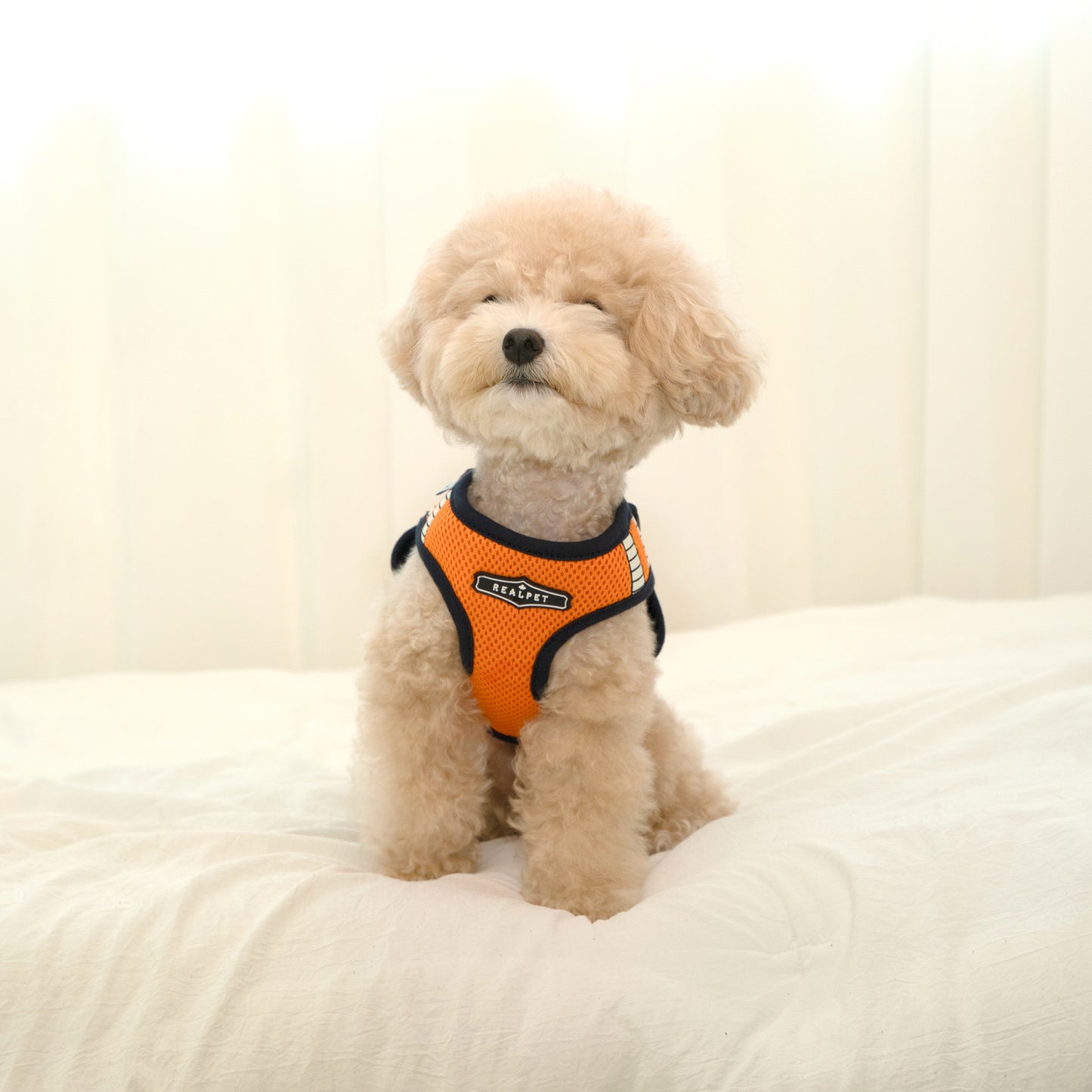 SAFE GLOW HARNESS