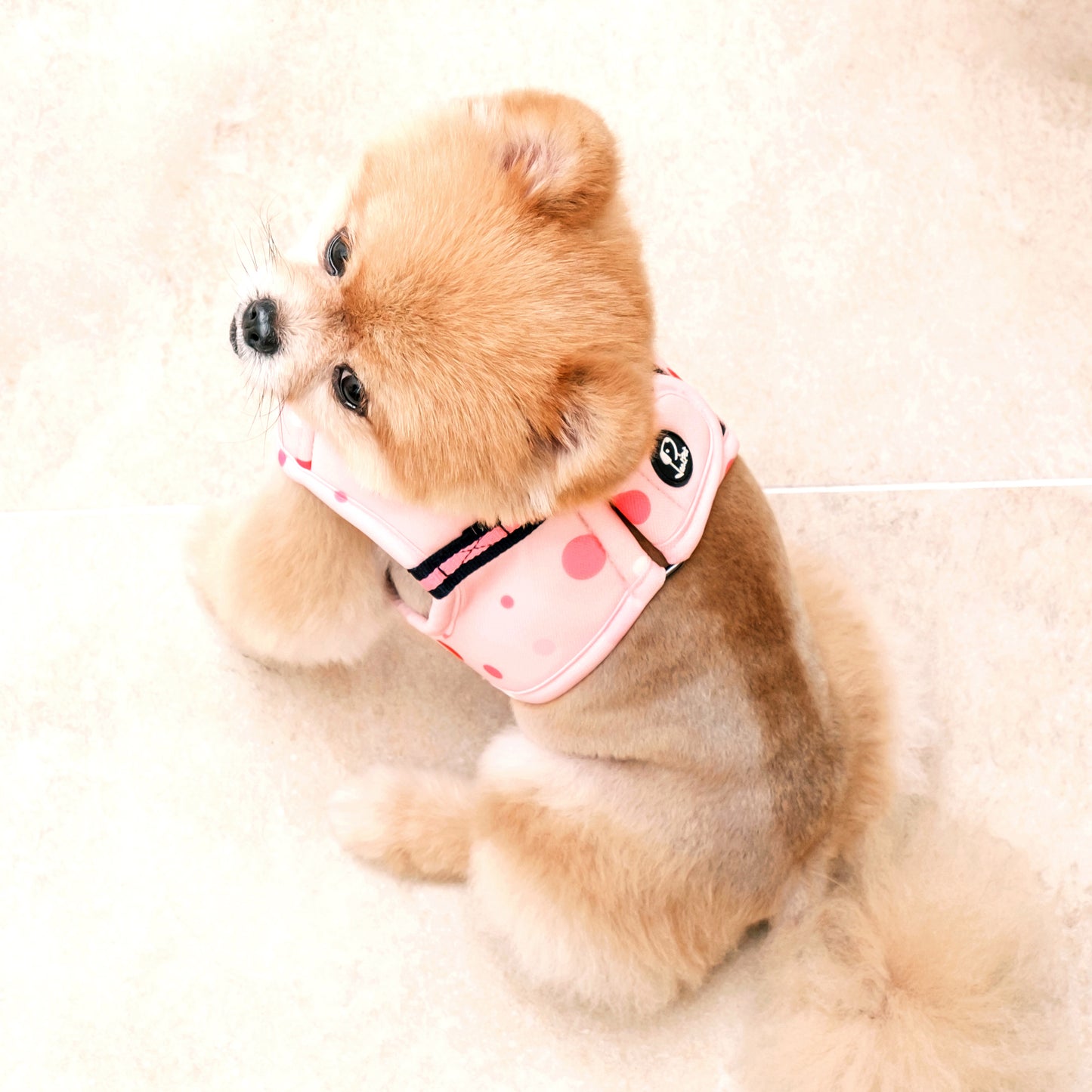 DOT VEST HARNESS