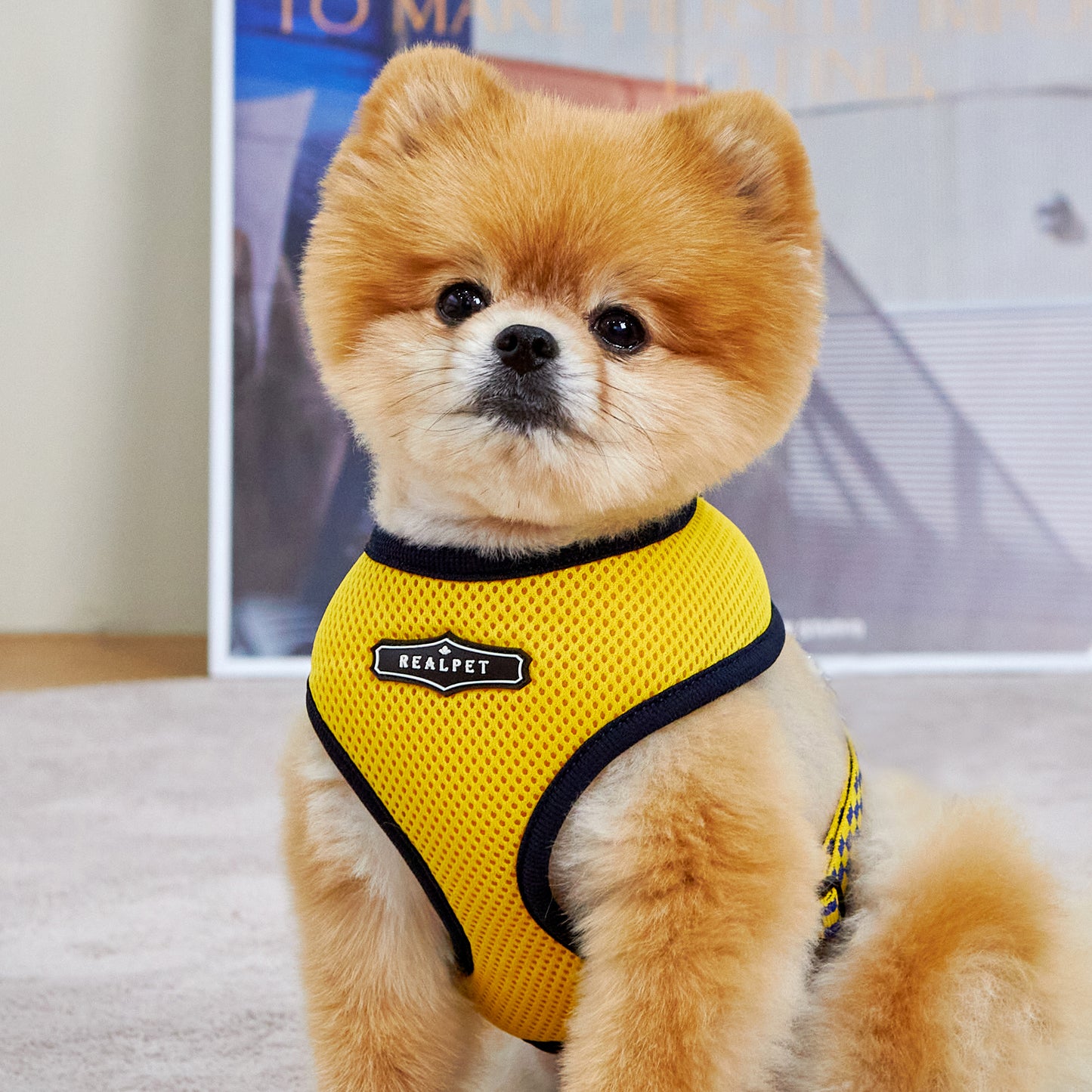 UNIQUE BOA HARNESS
