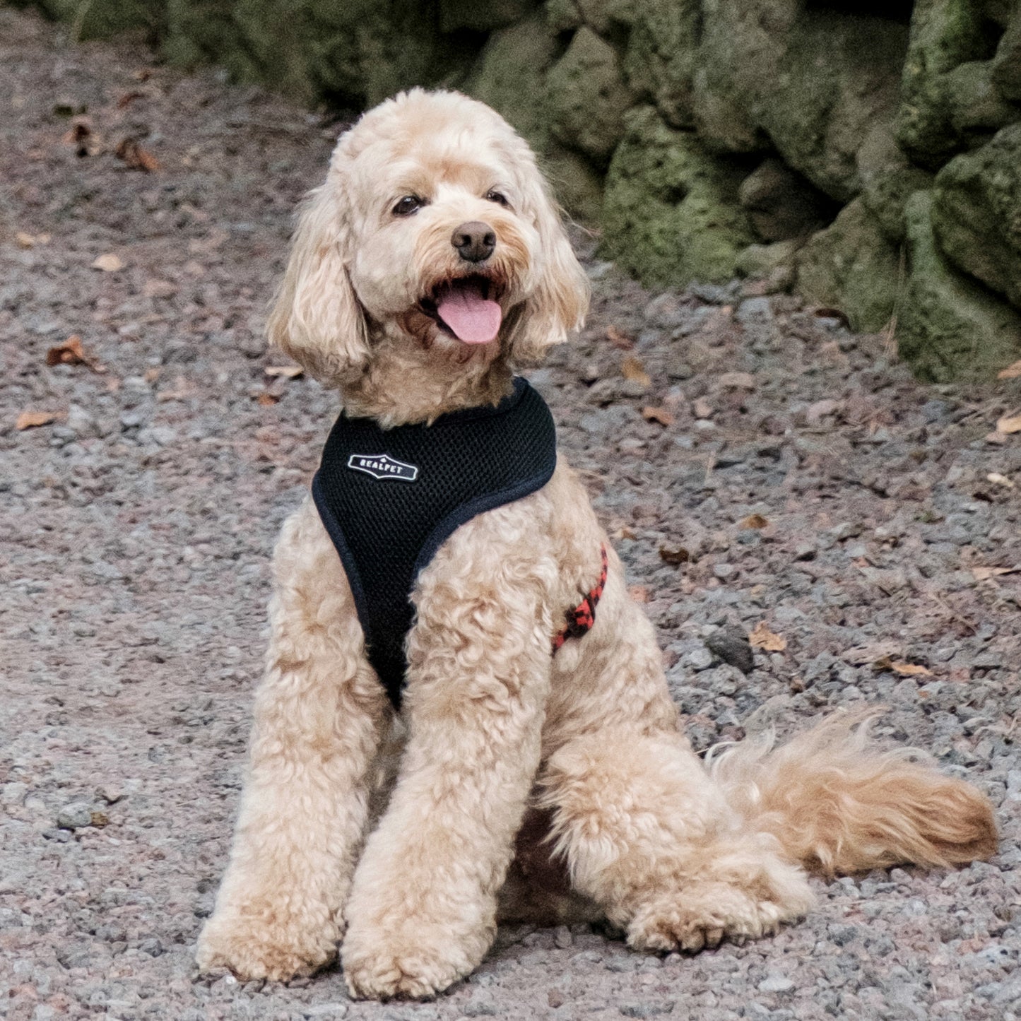 UNIQUE BOA HARNESS