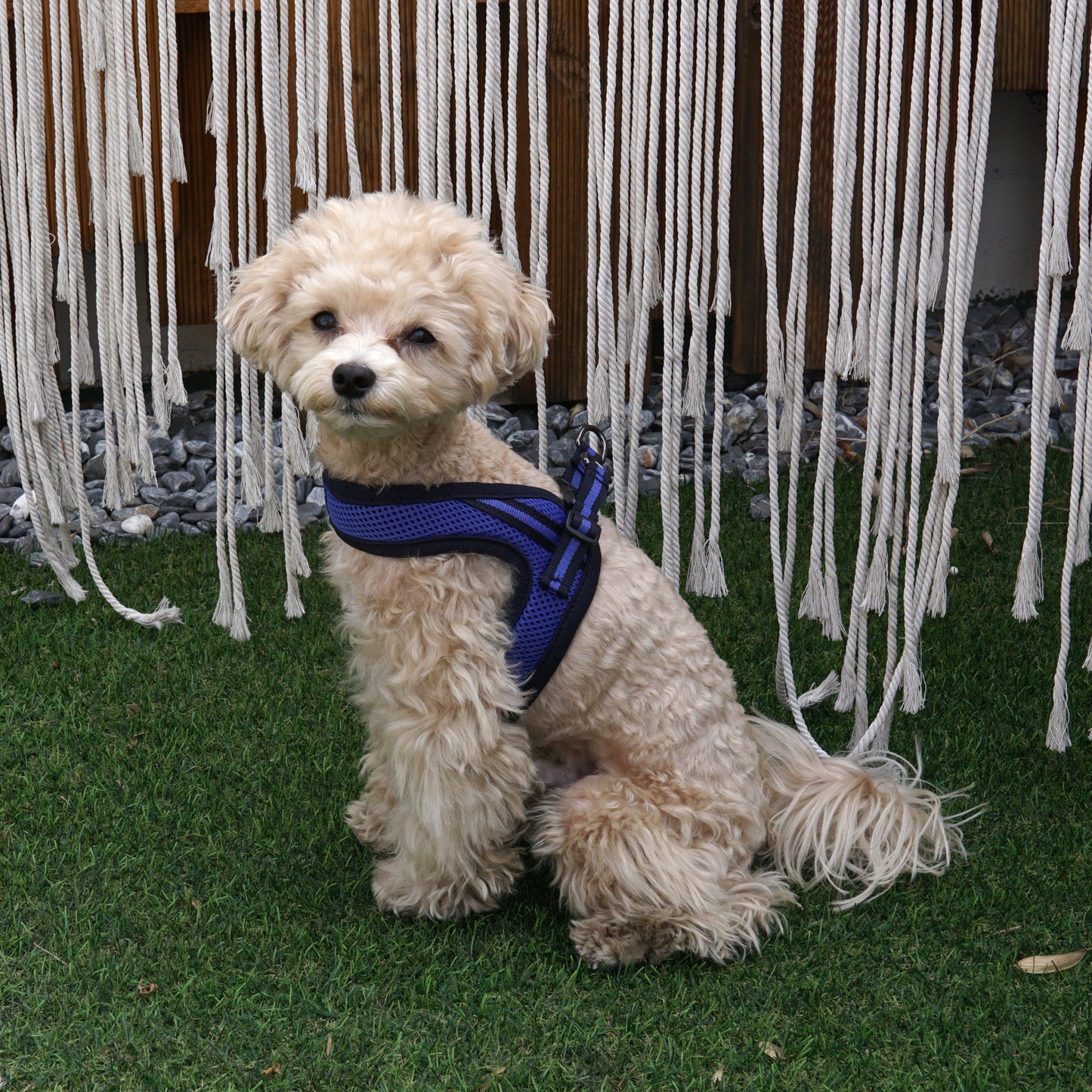 SIMPLY CONTROL HARNESS