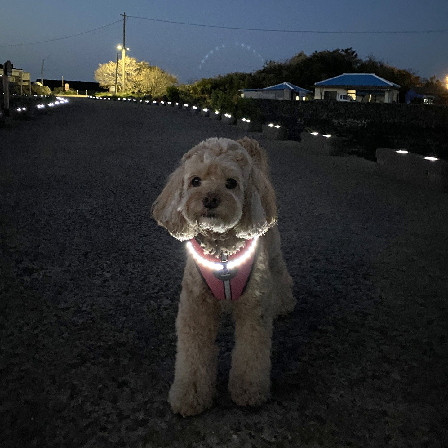 WHITE LED HARNESS