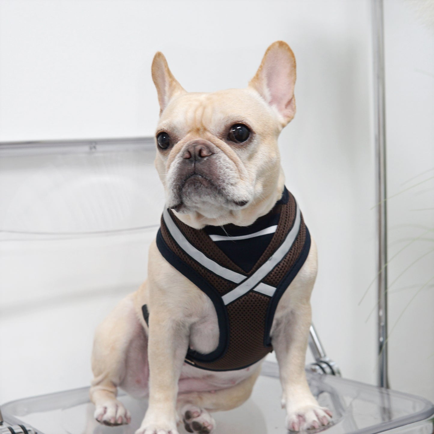 STRETCH 3M HARNESS