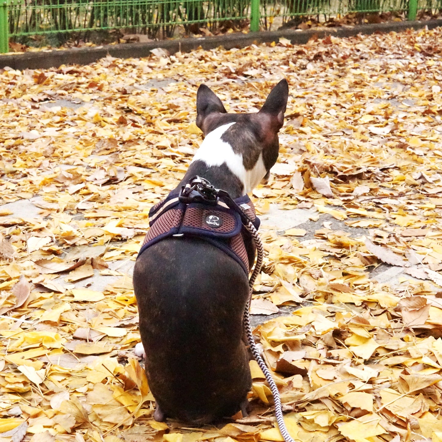 FREE SAFE HARNESS