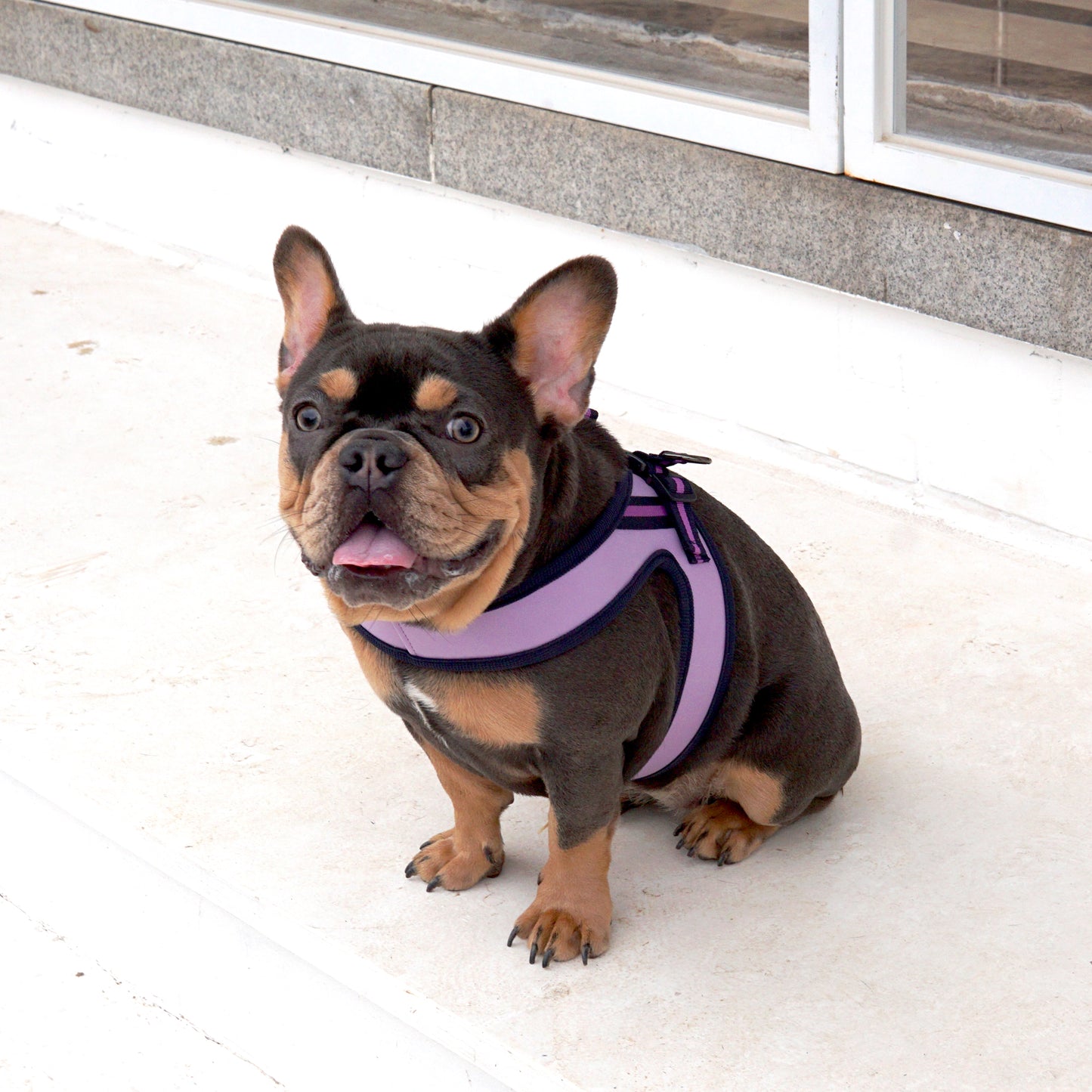 BOLD LEATHER HARNESS