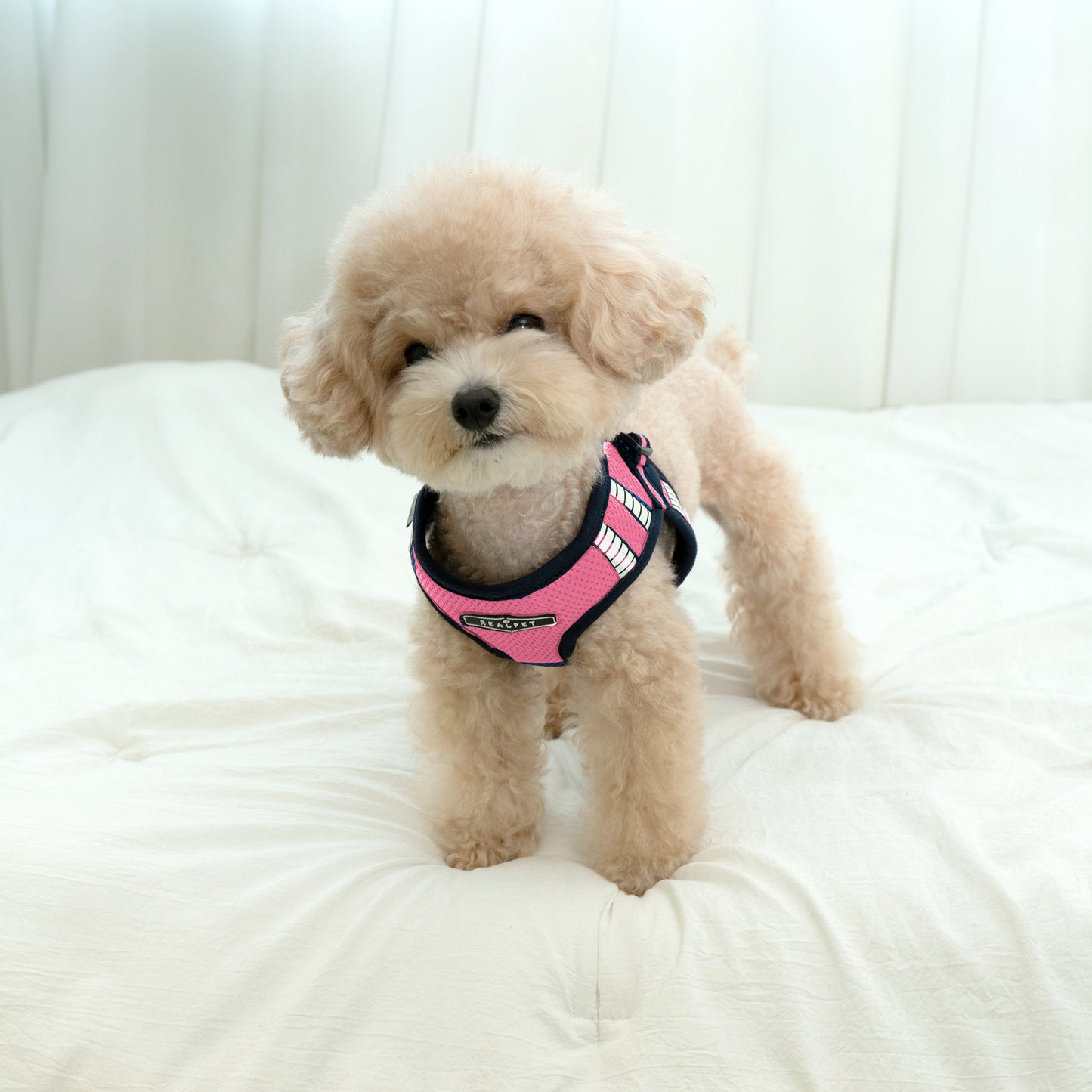SAFE GLOW HARNESS