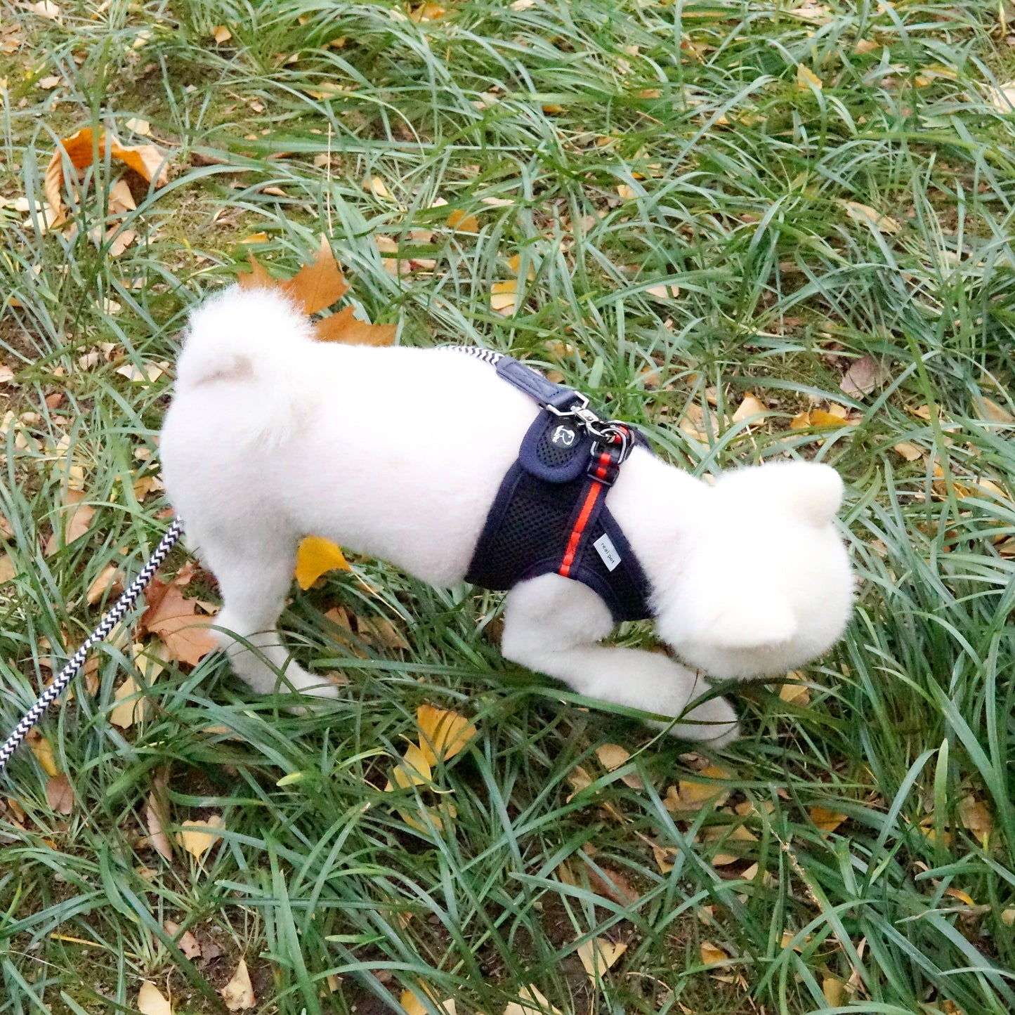 FREE SAFE HARNESS