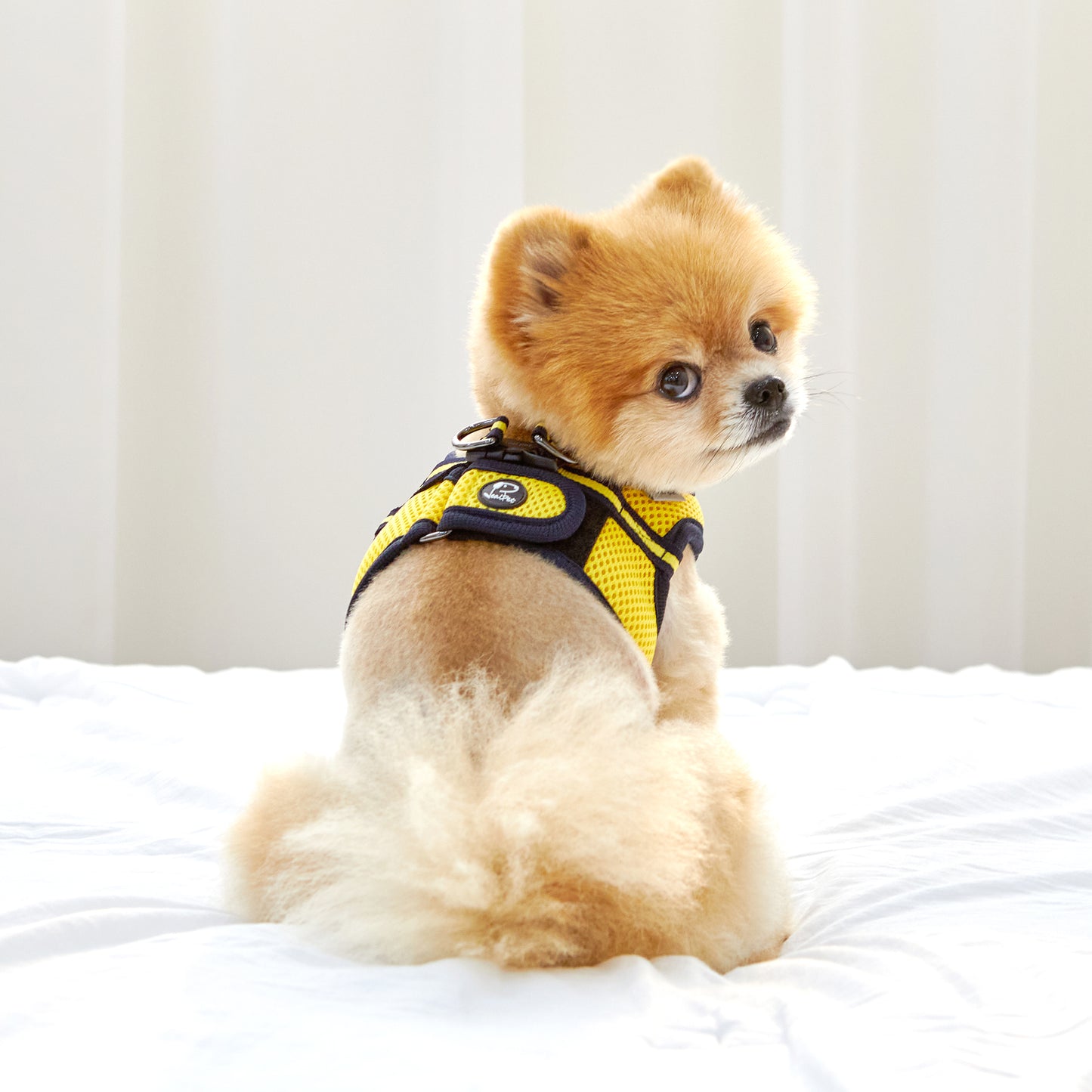 FREE SAFE HARNESS