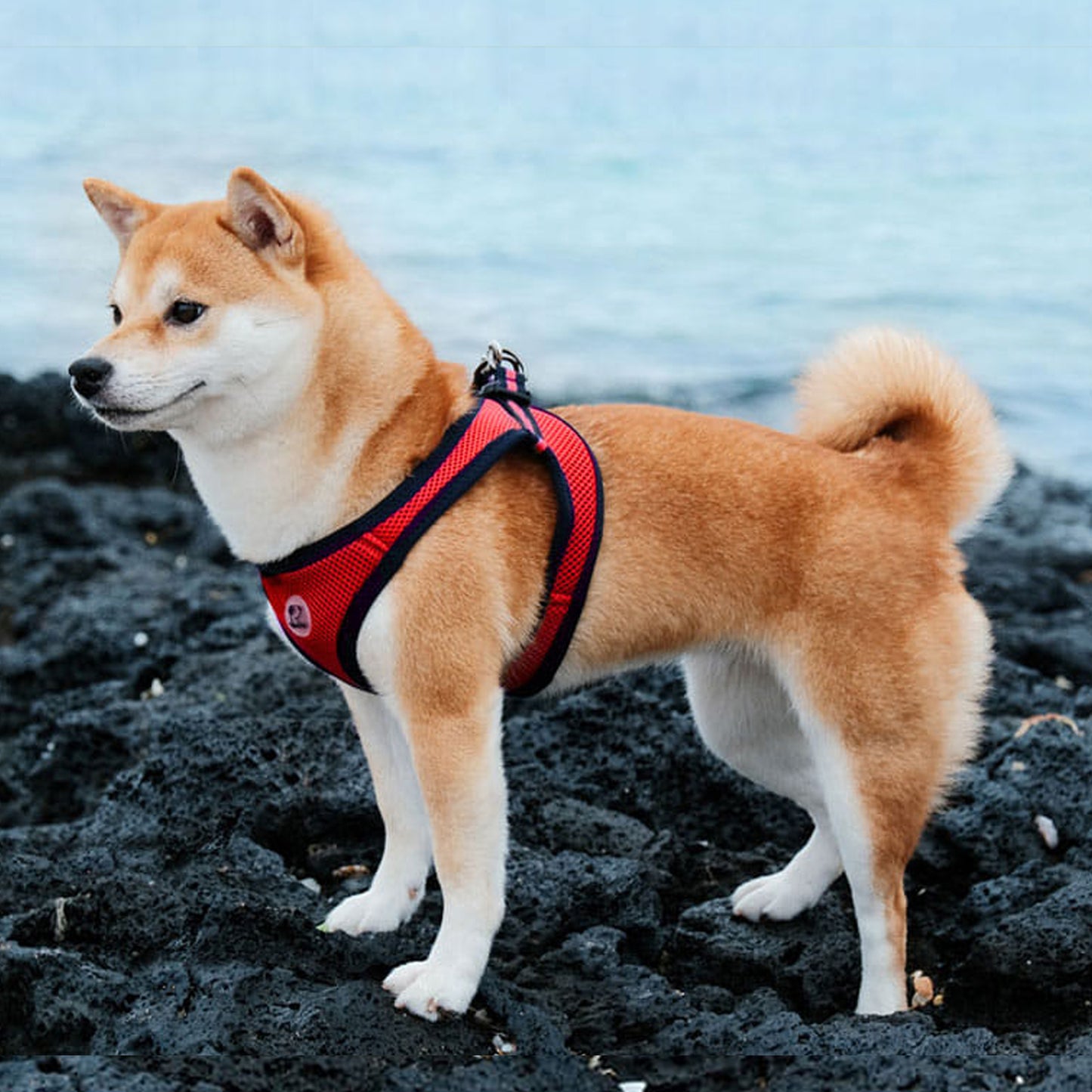 FOUR-SEASON SLIM VEST HARNESS(3L, 4L, 5L, 6L)