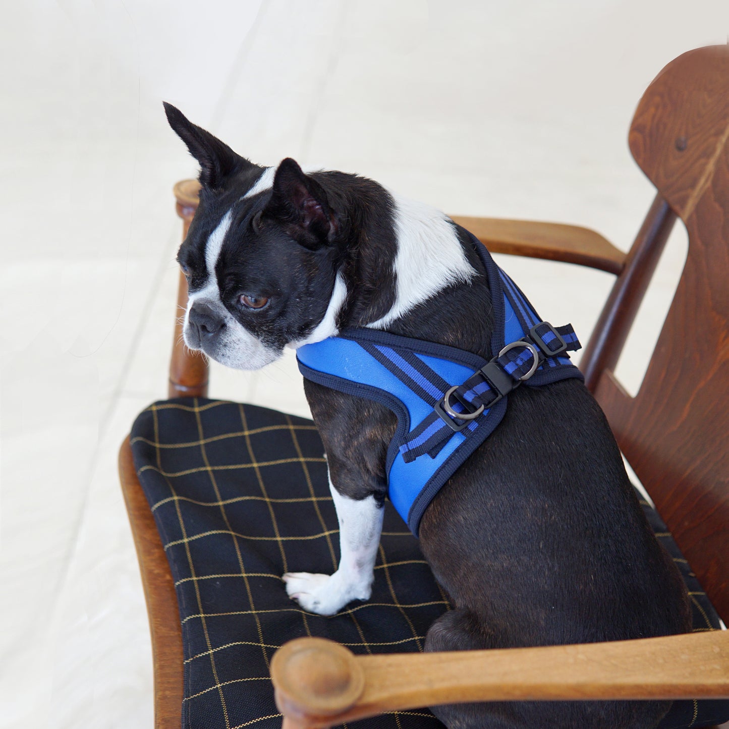 BOLD LEATHER HARNESS