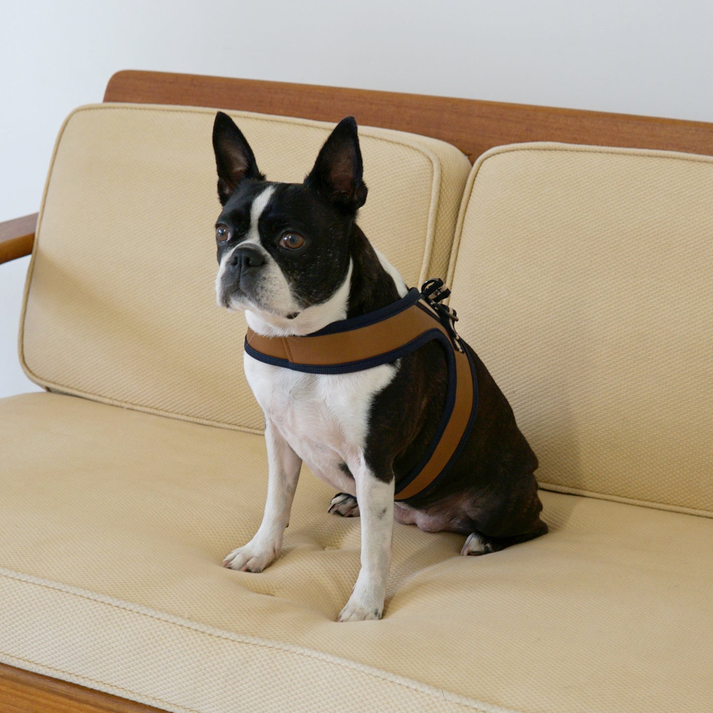 BOLD LEATHER HARNESS