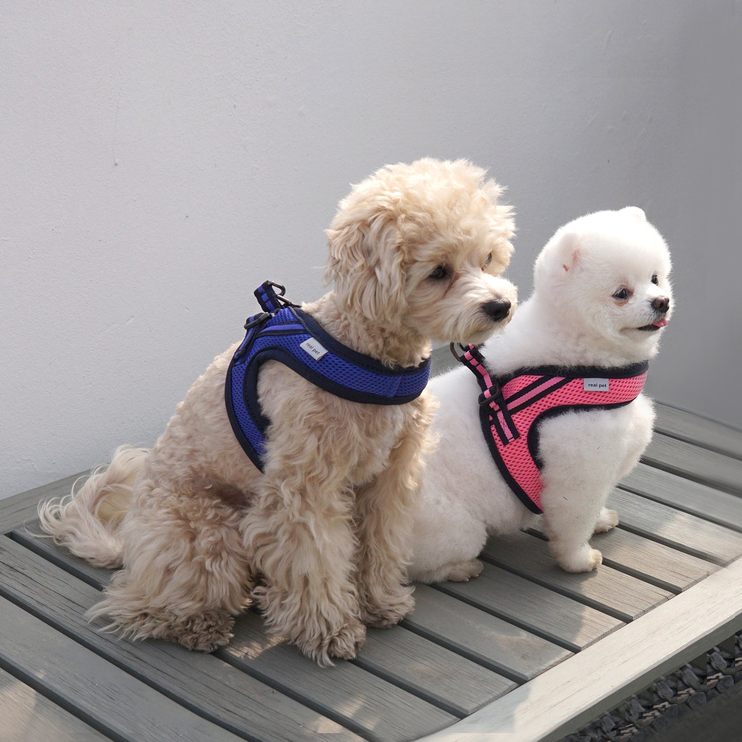 SIMPLY CONTROL HARNESS