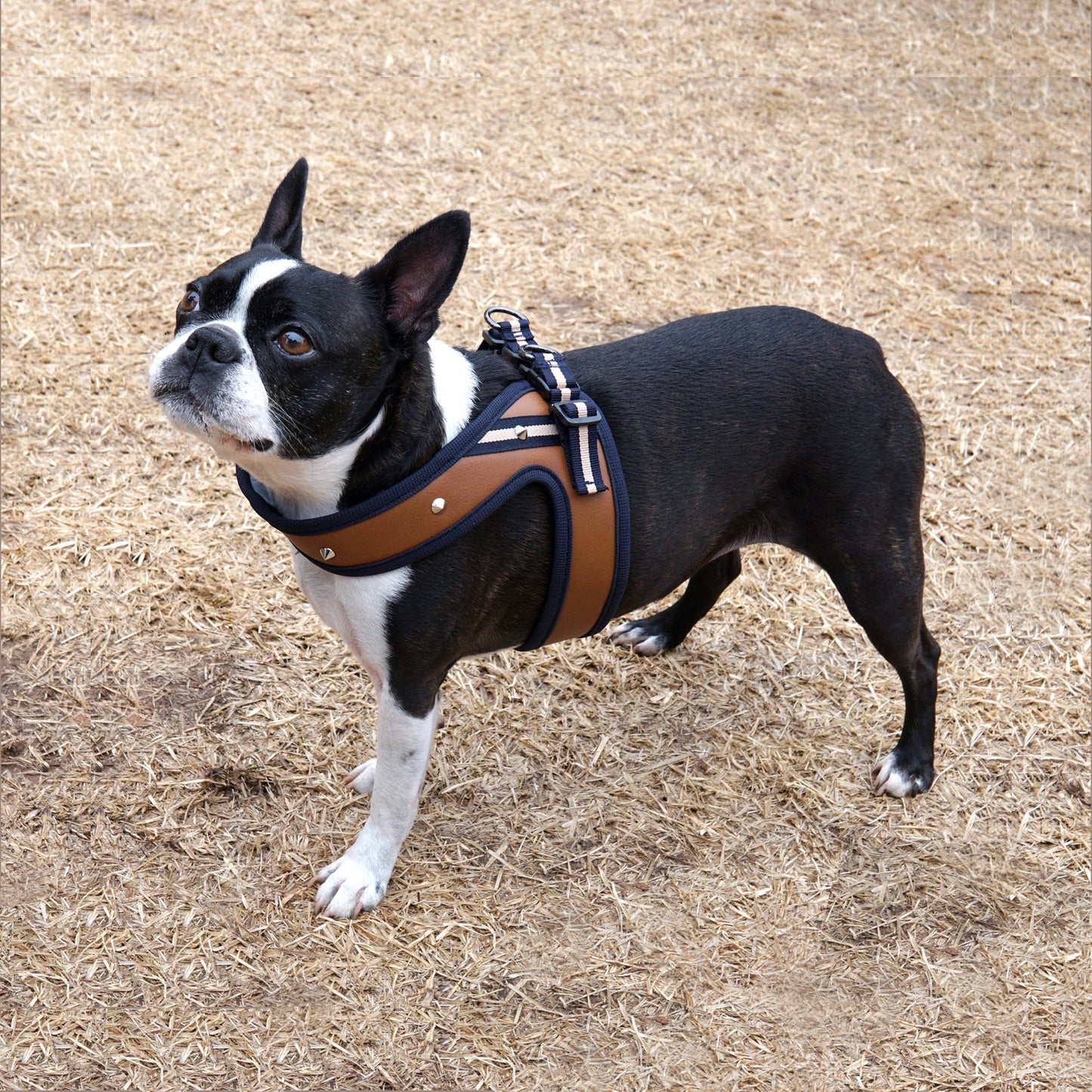 STUD HARNESS