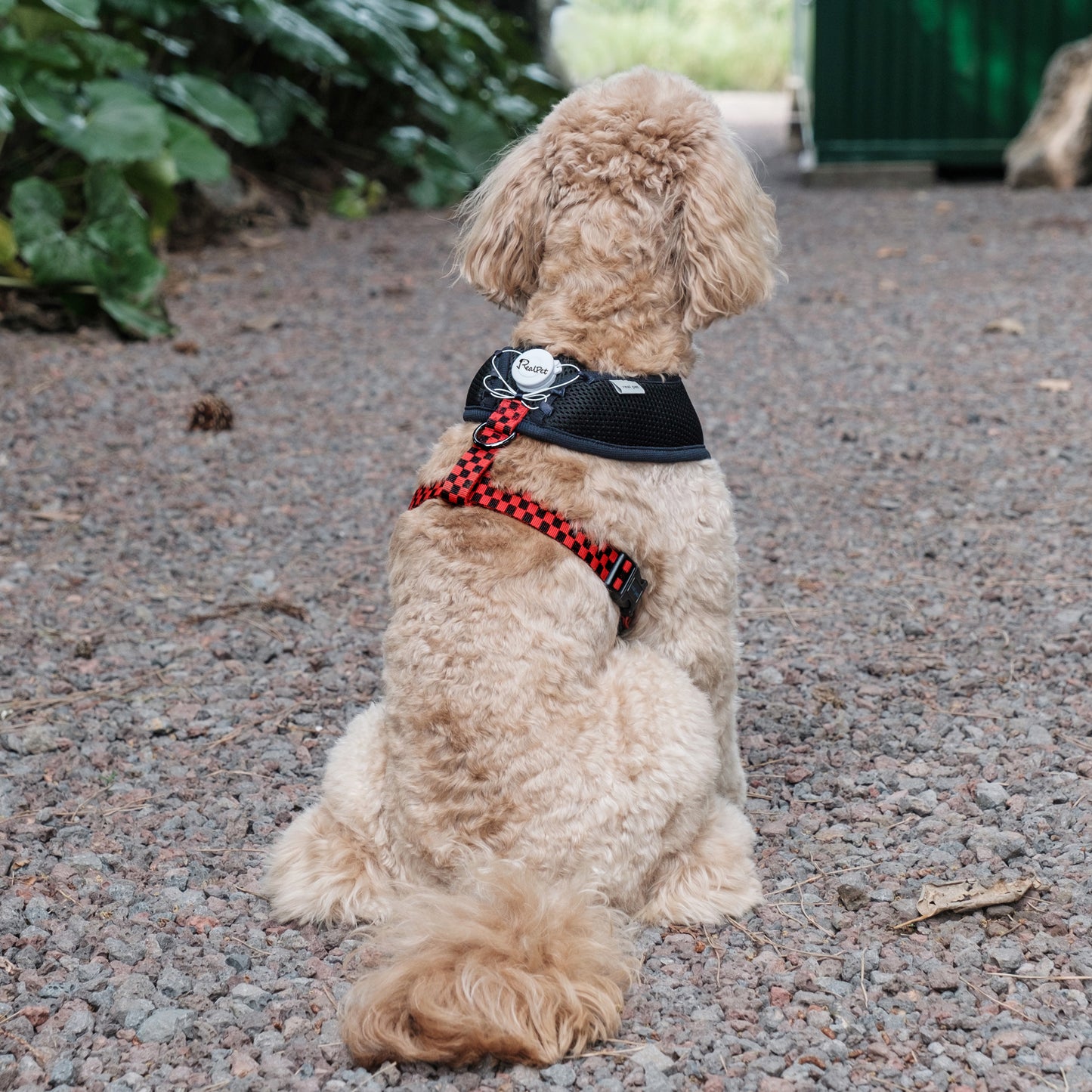 UNIQUE BOA HARNESS