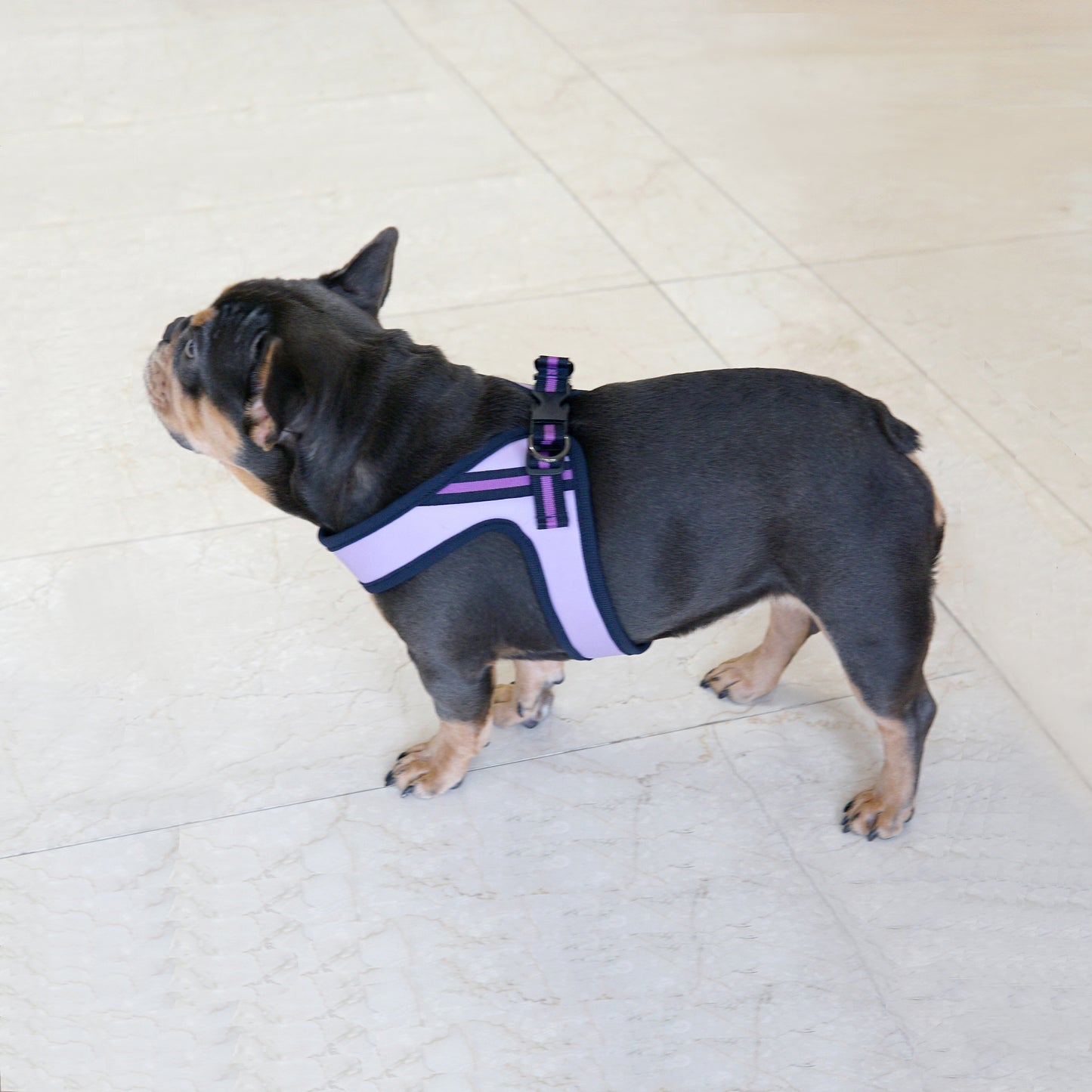 BOLD LEATHER HARNESS